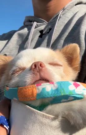 犬犬相変わらずカバンの記事動画