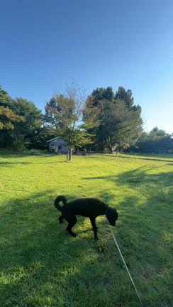 やっとやっと散歩もラクラクになりましたの記事動画