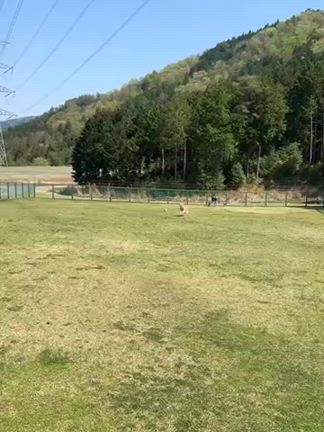 一歳のお誕生日おめでとうの記事動画