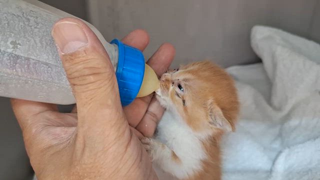 久々の保護猫の記事動画