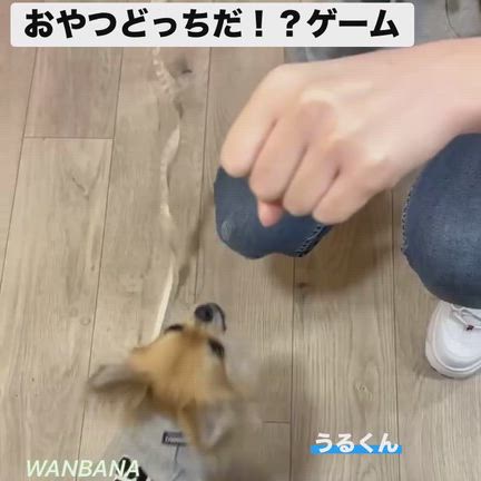 ワンバナ店舗のホワイトデーイベント！今日まで／Spring初日！たくさん！愛犬！猫ちゃん浸透か？の記事動画