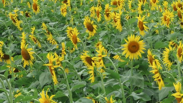 一面のひまわり畑の記事動画