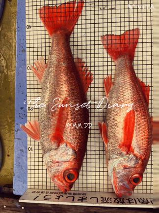 アカムツ　花火の記事動画