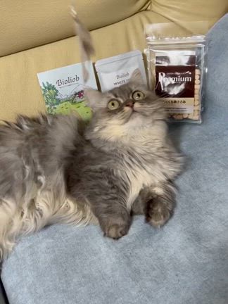 2025/09/25の記事動画