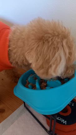 【各務原市】パン屋さんとボムちゃんの体調不良((T_T))の記事動画