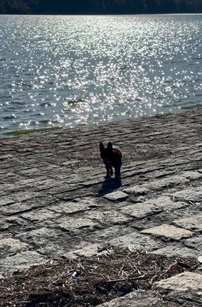 熊目撃情報！(◎_◎;)の記事動画