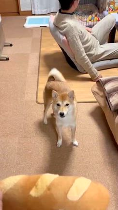 今度はフランスパンの記事動画