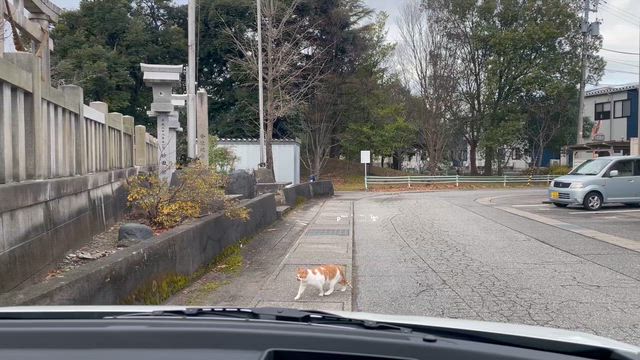猫さん遭遇の記事動画