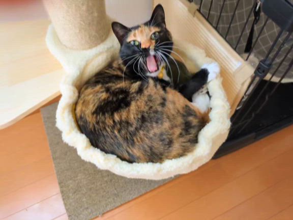 世界猫の日の記事動画