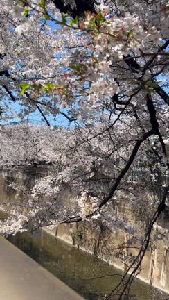 お花見日和とアラシ君の記事動画