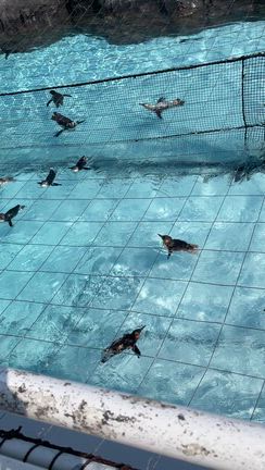 水族館の記事動画