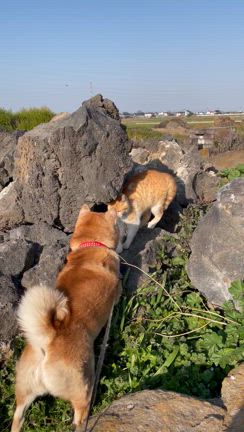 エキサイティングなお値段の記事動画