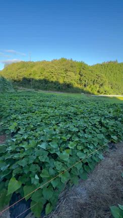 畑から帰った午後に地獄絵図の記事動画
