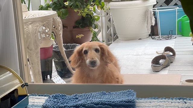 芽キャベツとその他ごちゃごちゃと（笑）の記事動画