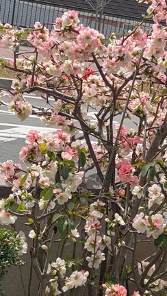 今年もメジロが、来ましたの記事動画