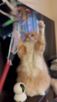 血迷った猫バカおばさん⭐︎の記事動画