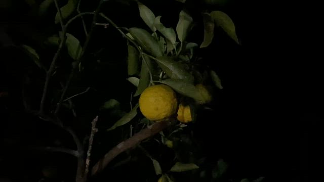 １１月９日。この週末「これ」を意識すると大吉運が押し寄せる！の記事動画