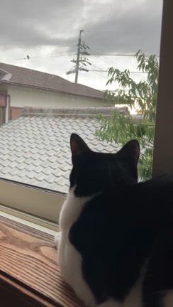 あずきときなことまったり　これがいちばん♡の記事動画