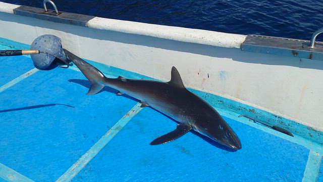 2025/11/23　南西海域　大物？の記事動画