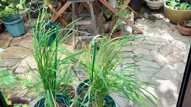 2025.10.7 満月とお米の記事動画