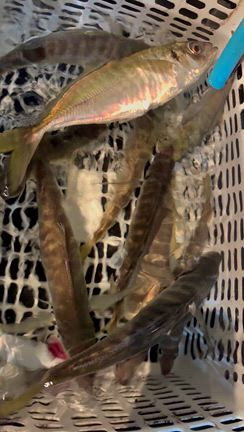 11/7 半夜便の記事動画