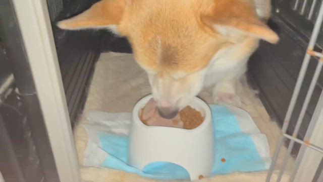 2024/02/14の記事動画