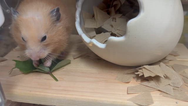 あります！の記事動画