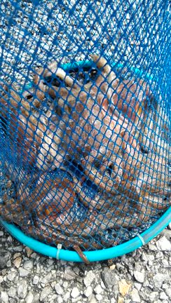 朝タコ倶楽部 | お魚くわえた猫田