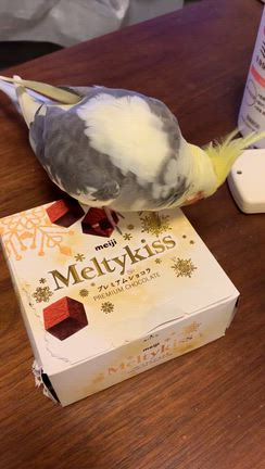 紙は、仇！の記事動画