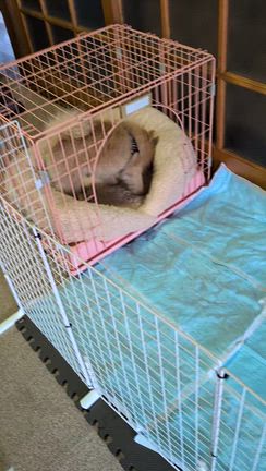 室内飼いスタートの記事動画