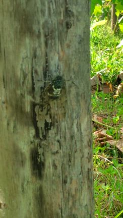 西瓜仕事、お盆休みに入ります。の記事動画