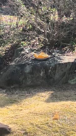 ビタミンCと鳥さんたちと寺の記事動画