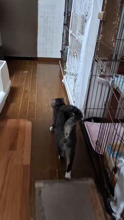 猫部屋より❤Merry Christmas♪の記事動画