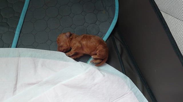 ジャンプちゃん　おめめが開きましたの記事動画