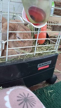 変わり種の記事動画