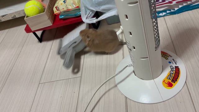 ゼウス〜　(´△｀)の記事動画