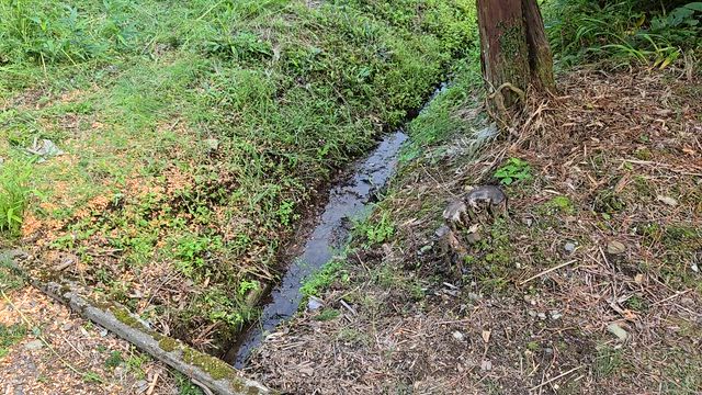 オニヤンマが卵を産んでいましたの記事動画