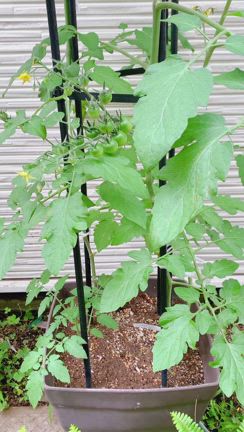 家庭菜園2025－トマト、じわじわ育ってます－の記事動画