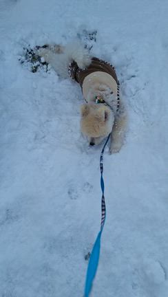 雪が降ったどーの記事動画