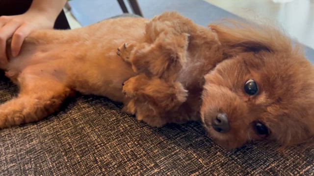 収入の柱はオンラインも対面も、、の記事動画