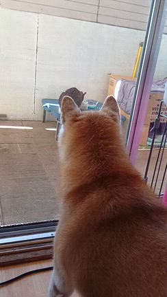 柴犬ギンタ　吠えるの記事動画