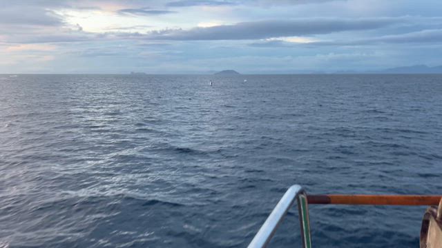 ナイト便にて剣先194杯スルメ81杯の記事動画