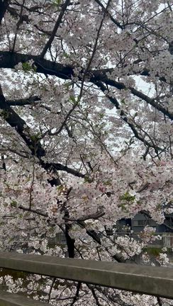 桜＊さくら＊サクラ＊あと何回♪の記事動画