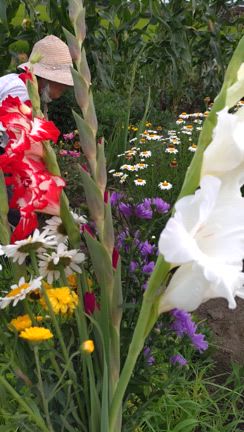 お花の記事動画