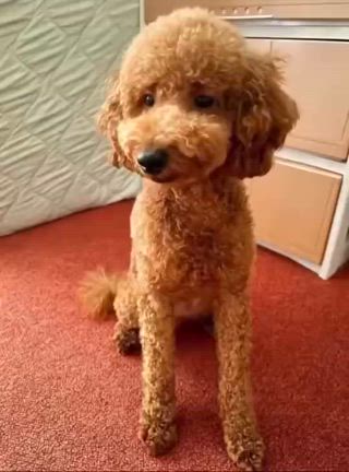 夜散歩の記事動画