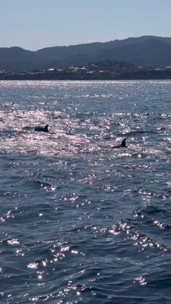 【完売御礼】ドルフィンスクリューヒーリングの記事動画