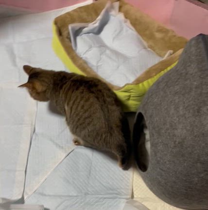 病院へGO!　～千代子編～の記事動画