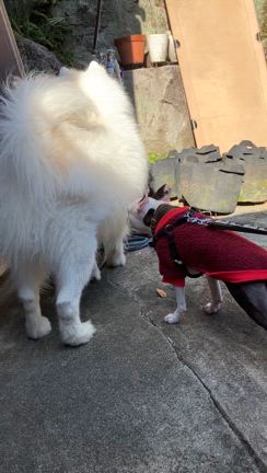 今日のわんこ　ボストンテリアの記事動画