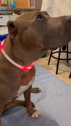 ギラギラ首輪の記事動画