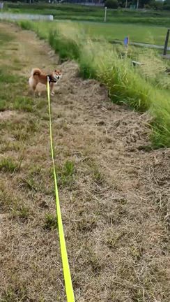 草むらの奇跡、はなのボールレーダーの決定的瞬間をついに動画で捉えた！の記事動画